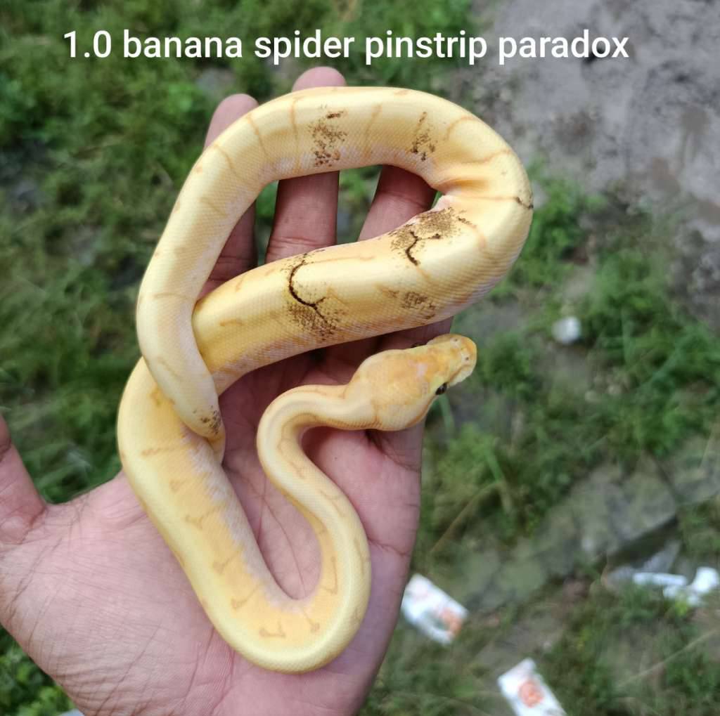 banana-spiner-paradox-MHMHCVPNID