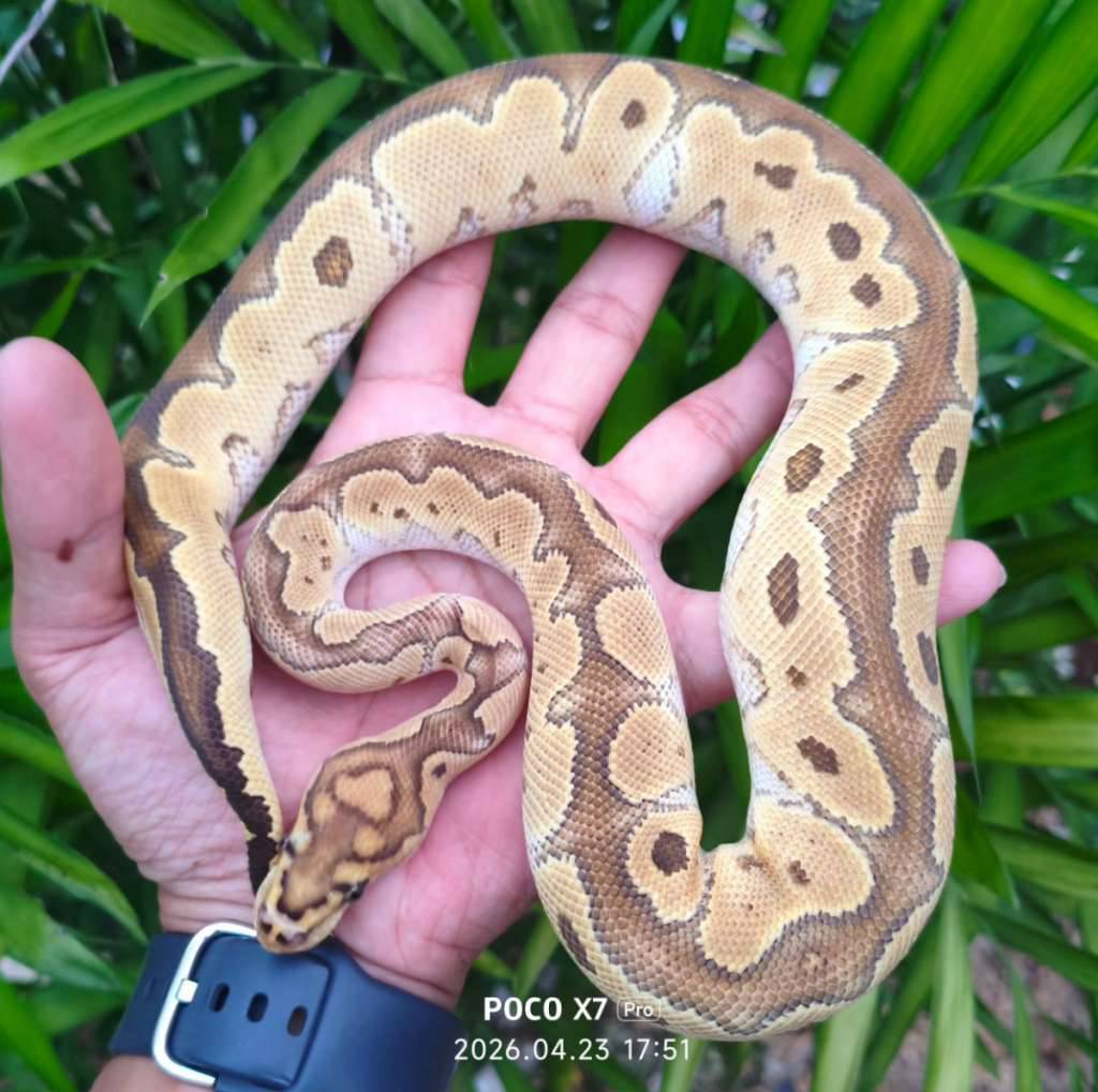 ball-python-russo-clown-male-W04DE0W6TS
