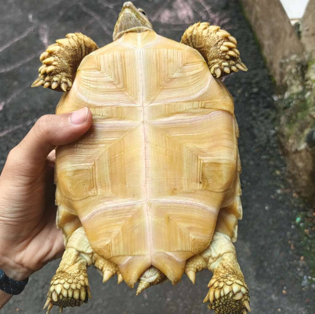 sulcata-6HP88YSBO5