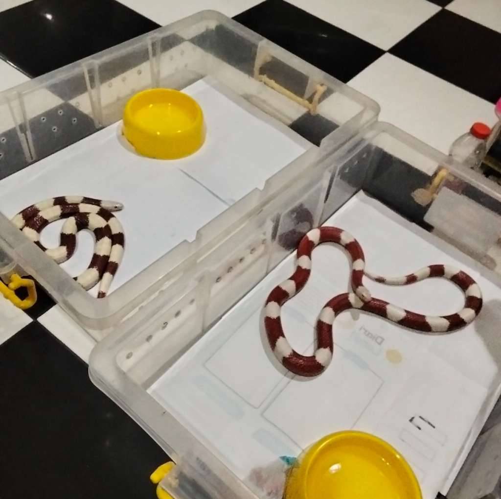 albino-nelson-sepasang-0WVY5FBX88