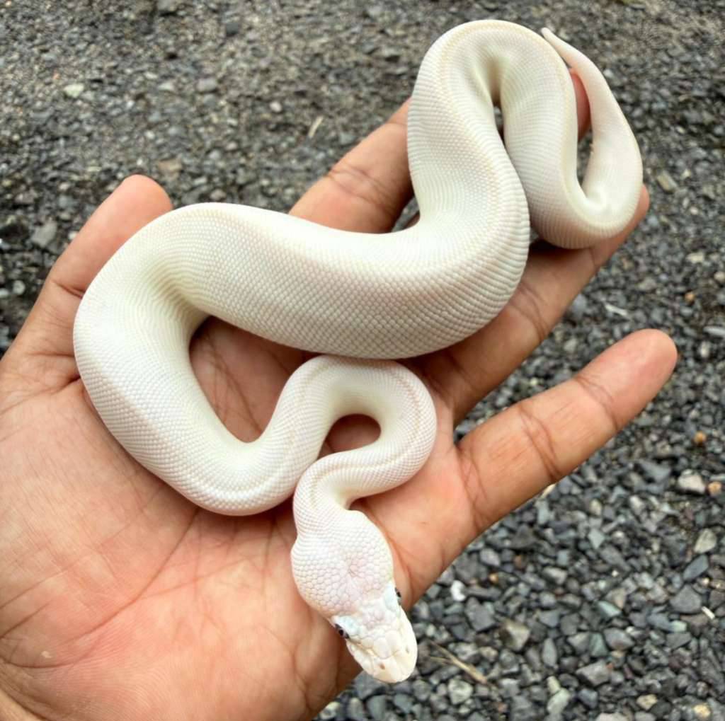 ball-python-bel-blue-eyed-leucistic--lucy-hypo-poss-pinstripe-female-super-butter-603JPFGYX3