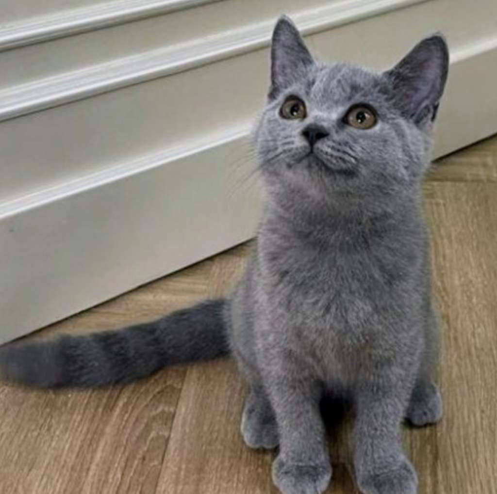 kucing-kitten-british-shorthair-female-sudah-vaksin-3KS2Q6KNZI