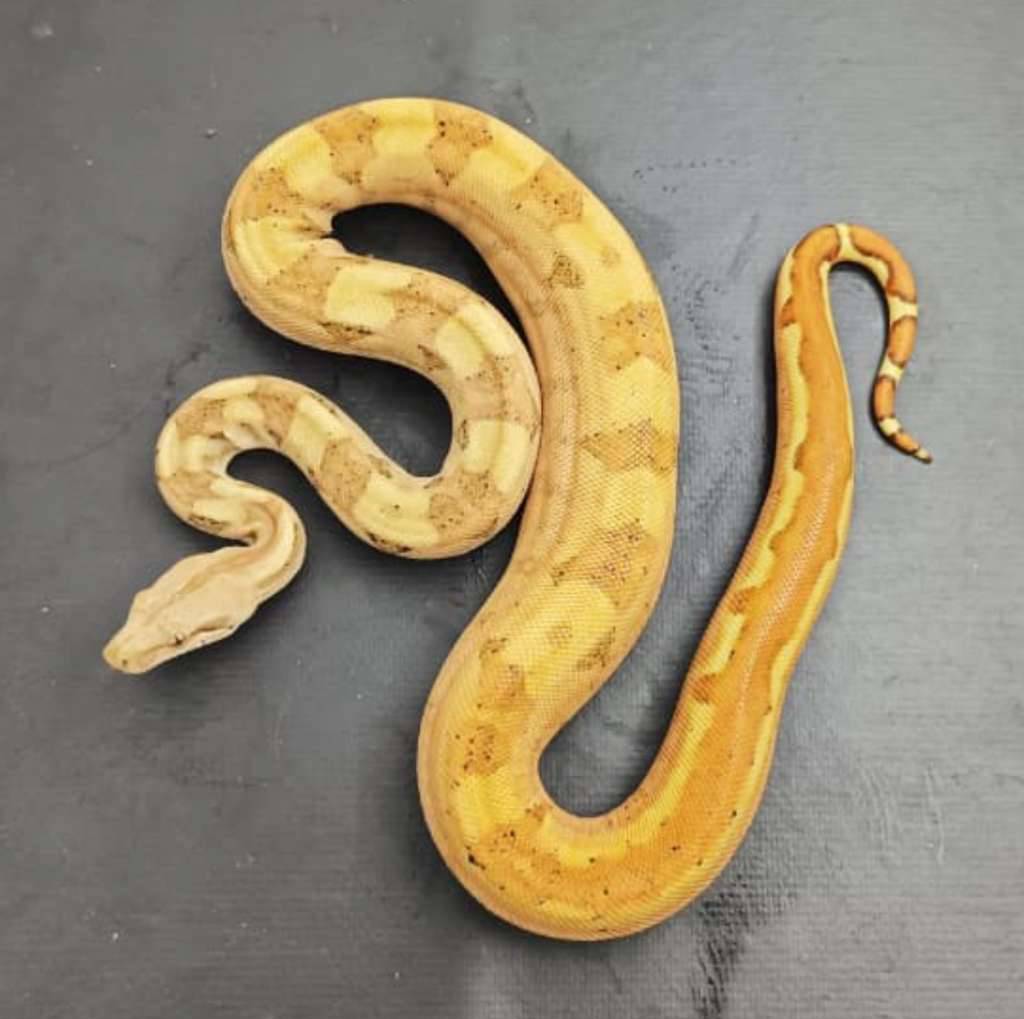 boa-sunset-jungle-50-het-t-0CWQ1CR22G