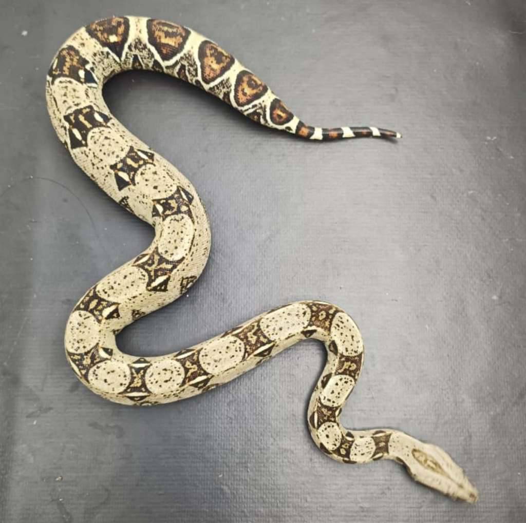 boa-het-albino-khal-100-4EB1G9OWS3