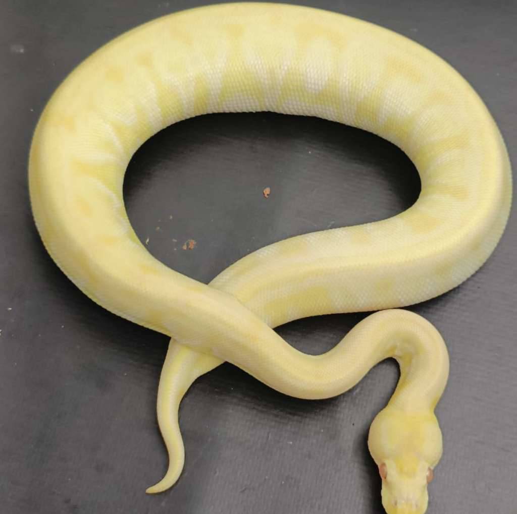 lesser-albino-het-clown-Z8W0MZD4B7