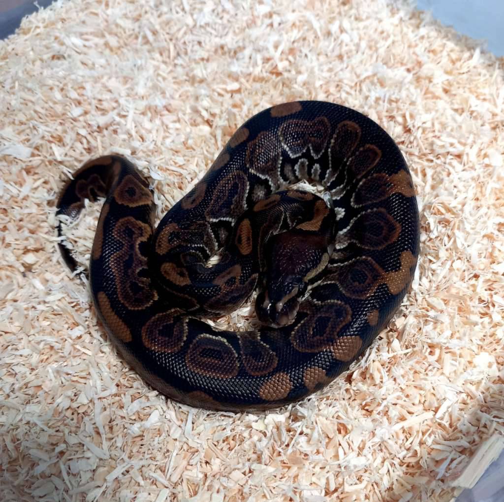 dark-morph-series-black-pastel-het-albino-G07XC1RFKH