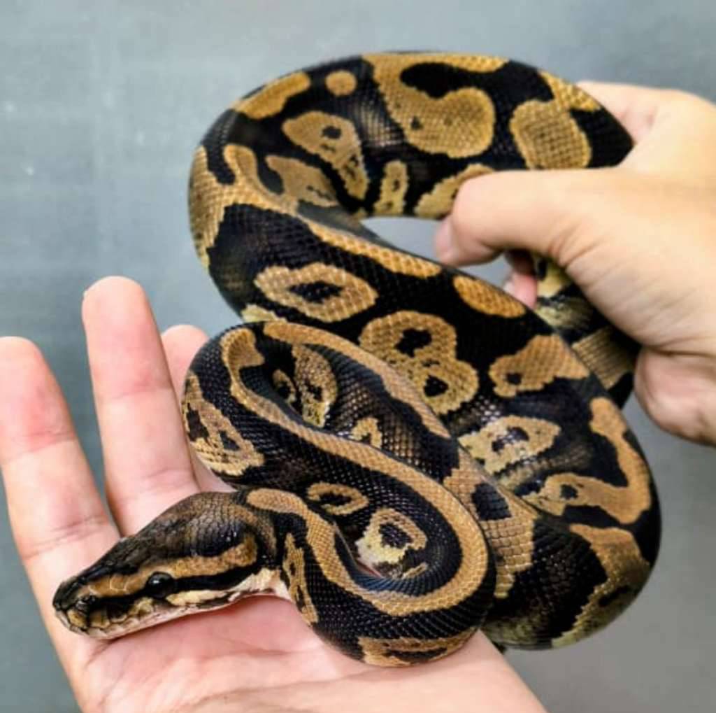 proven-m-confusion-ph-clown-0KVXOEP8MY