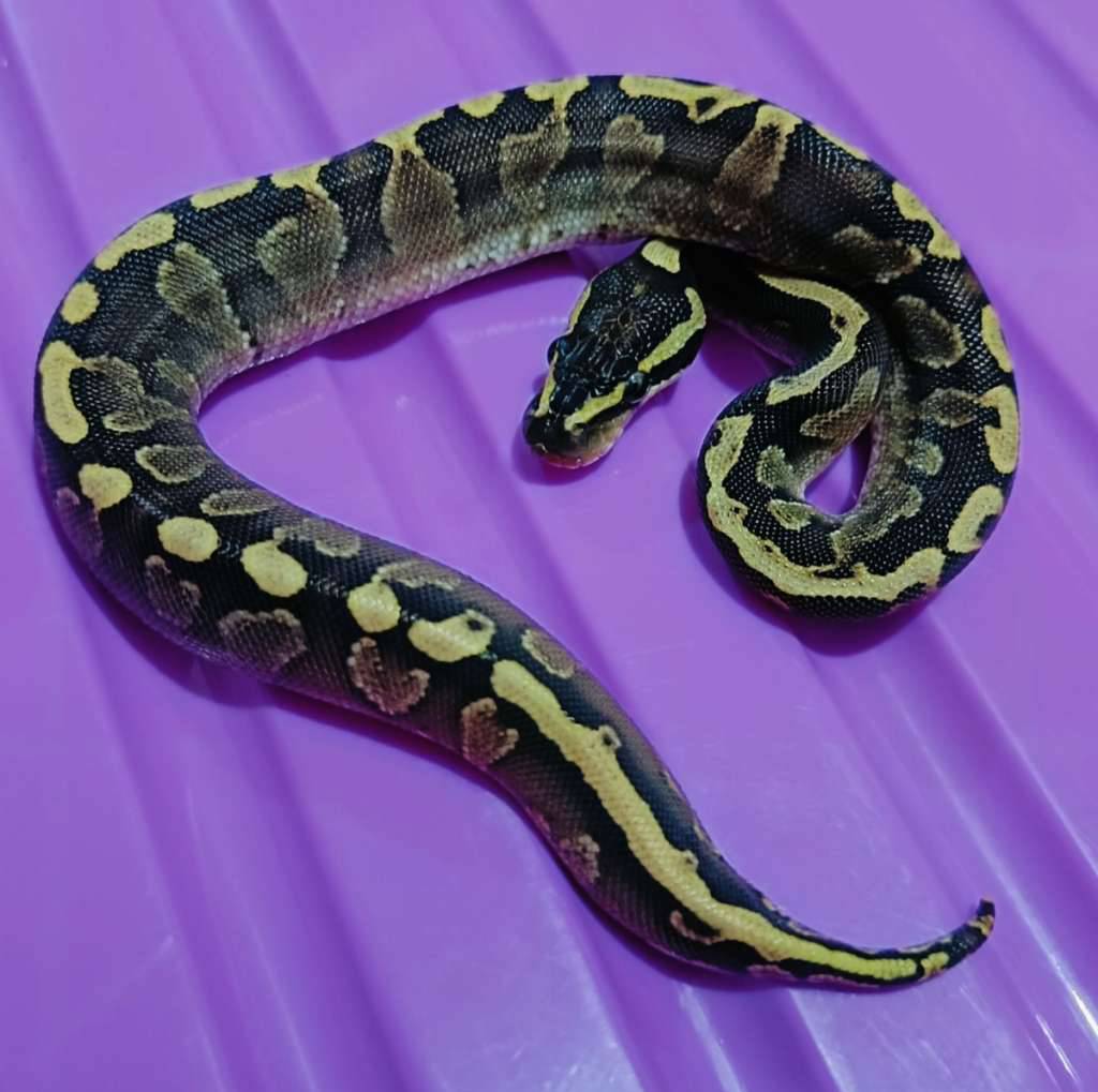 ghi-lesser-vanilla-DFN57ATGEQ