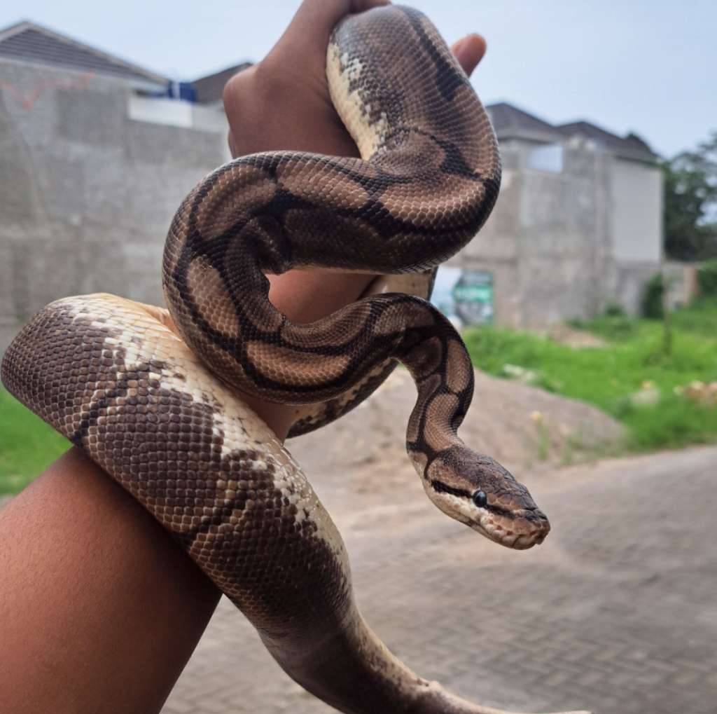 spider-axanthicvpi-proven-OMGLIXZZYE