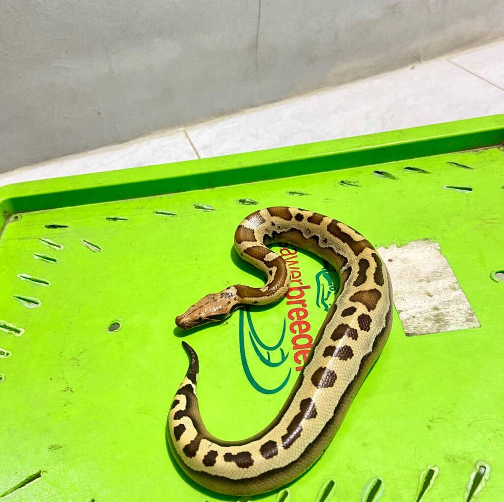 dipong-posible-slackline-lvl-3-38KOPG02R5