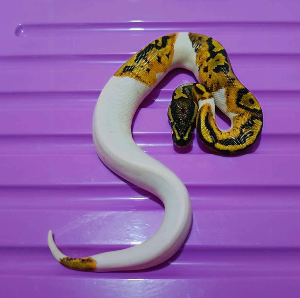 red-stripe-pied-poss-gravelyb-L83D64Y9G5