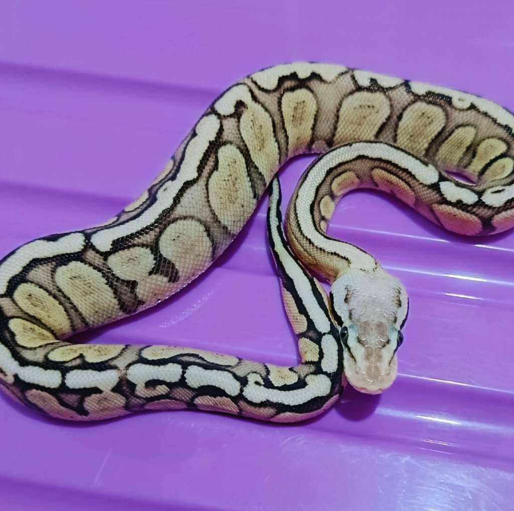 od-ghi-fire-fly-specter--yb-F0ATU7B9PD