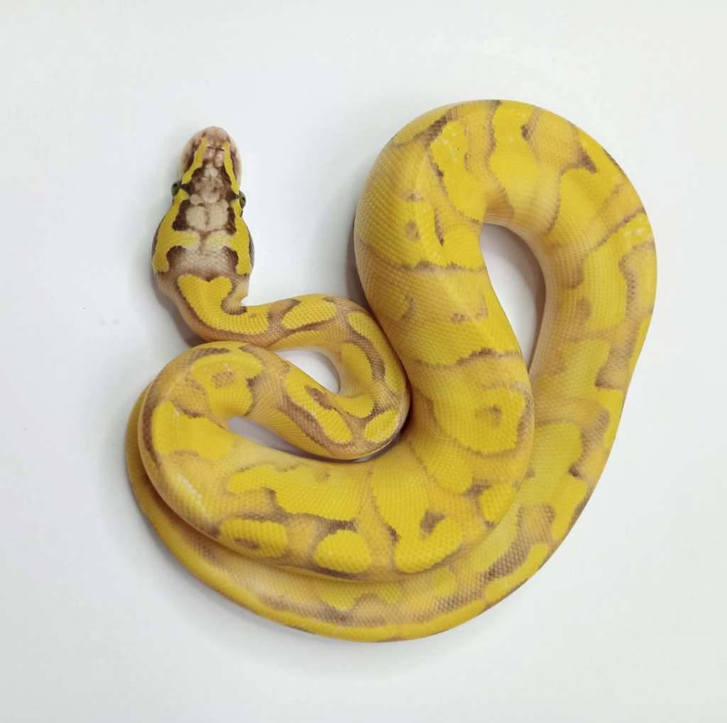 bp-banana-firefly-lesser-poss-yb-GX8XY7OTRZ