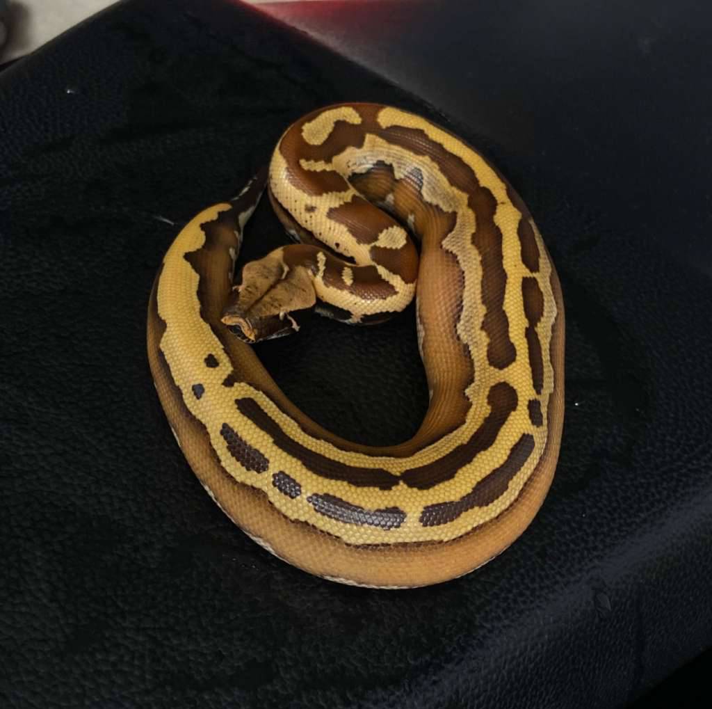 dipong-brongersmai-JK0XLUH5KG