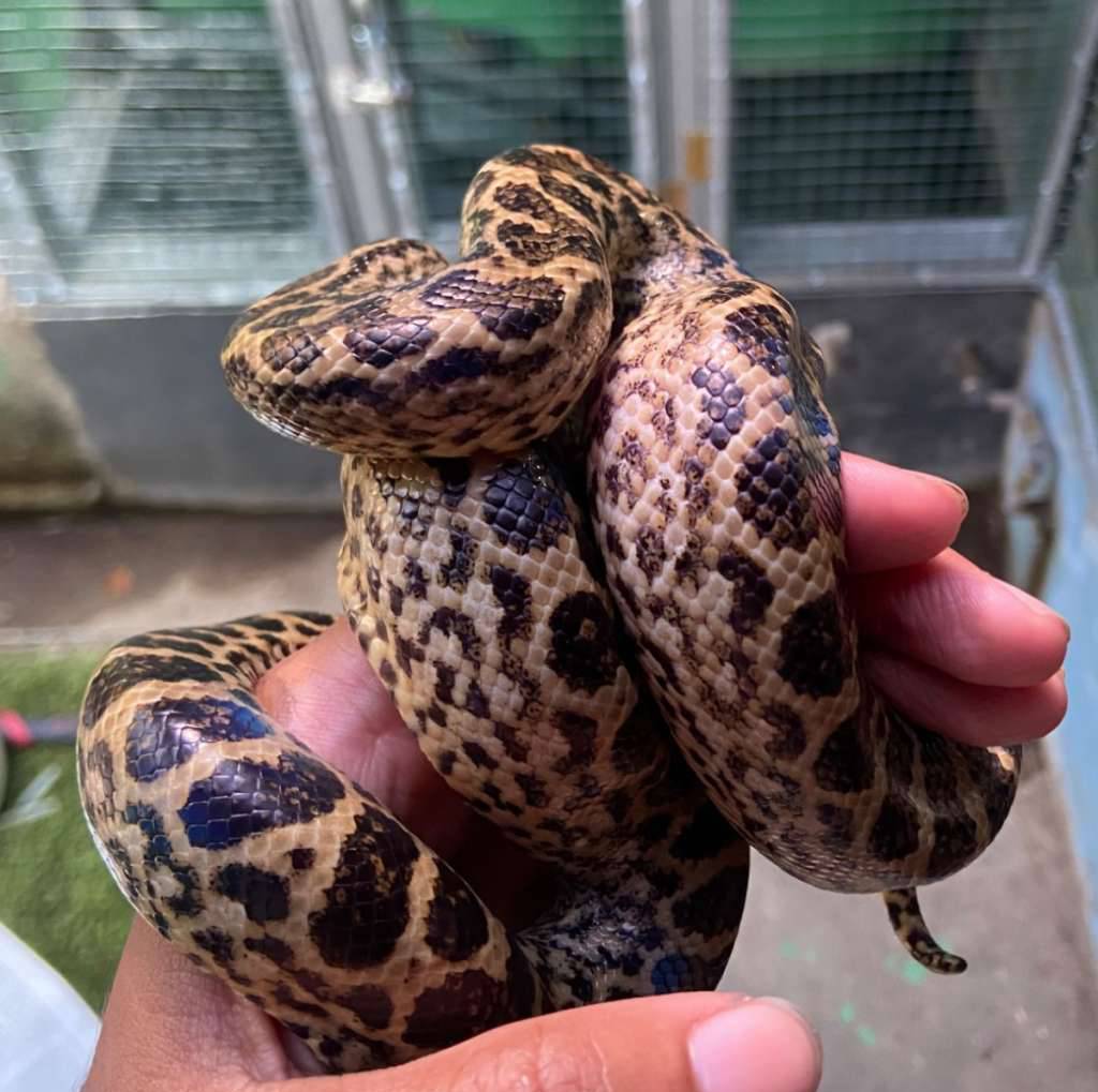 yellow-anaconda-I89LW8MR7S