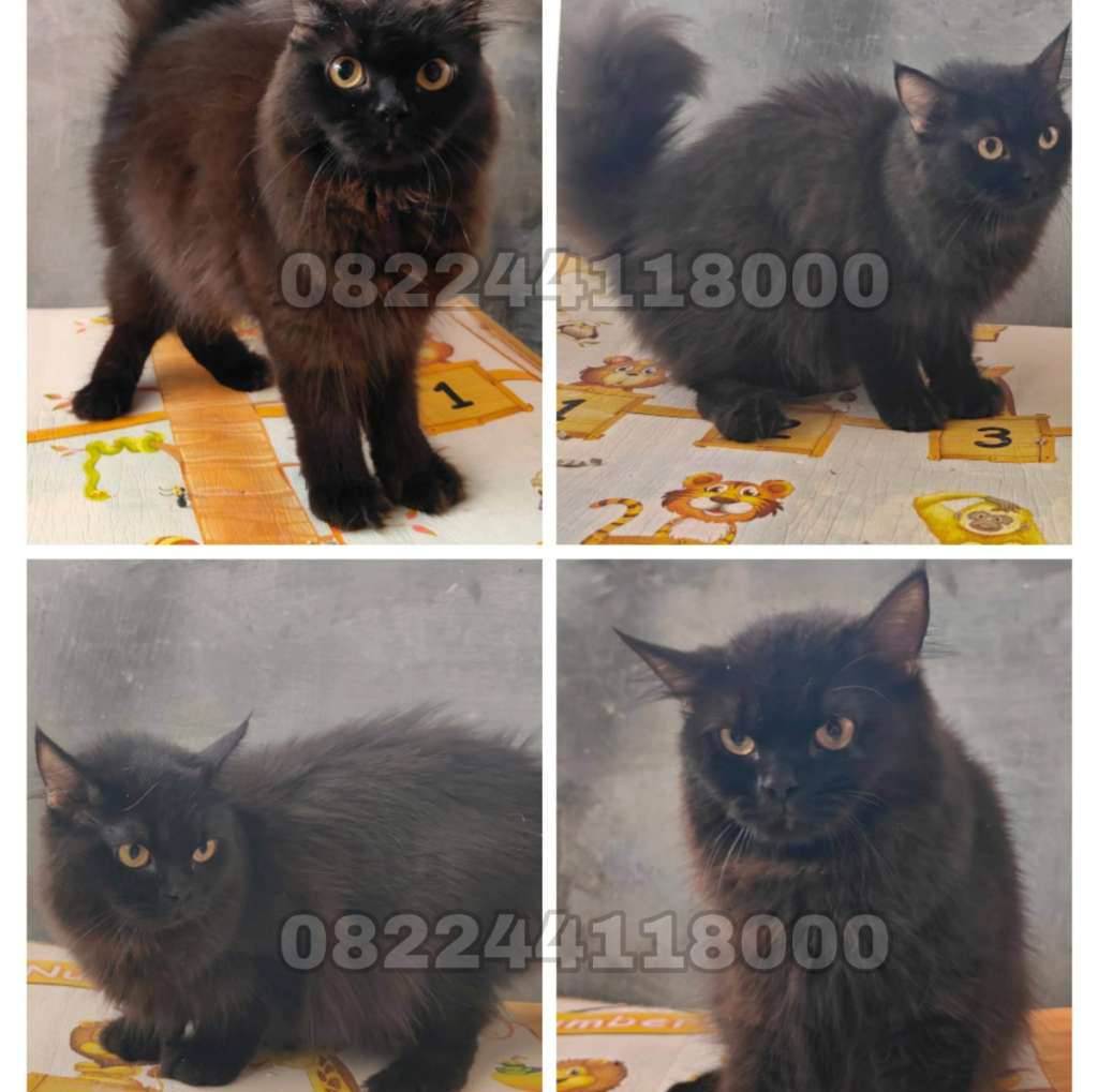 kucing-blh-XA8J1FVLLP