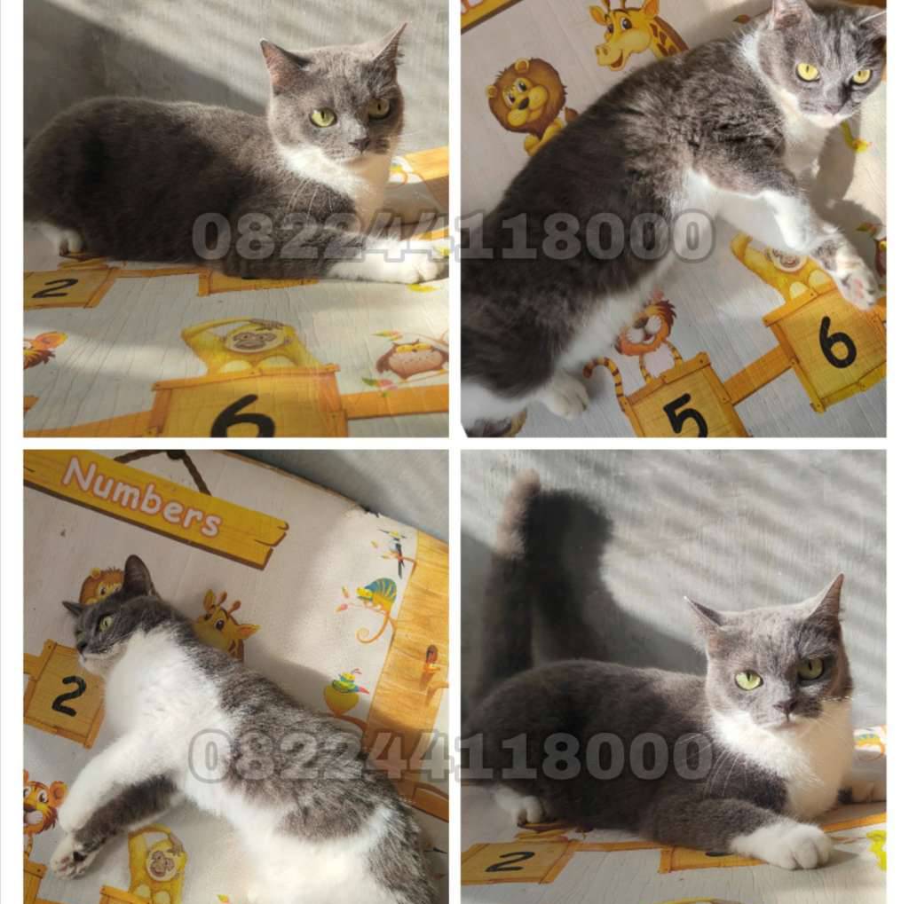 kucing-bsh-x-persia-7PCPYYPFLM