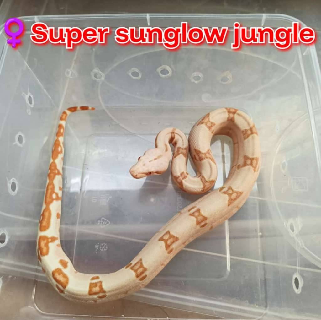boa-super-sunglow-jungle-GCFMV3J6LA