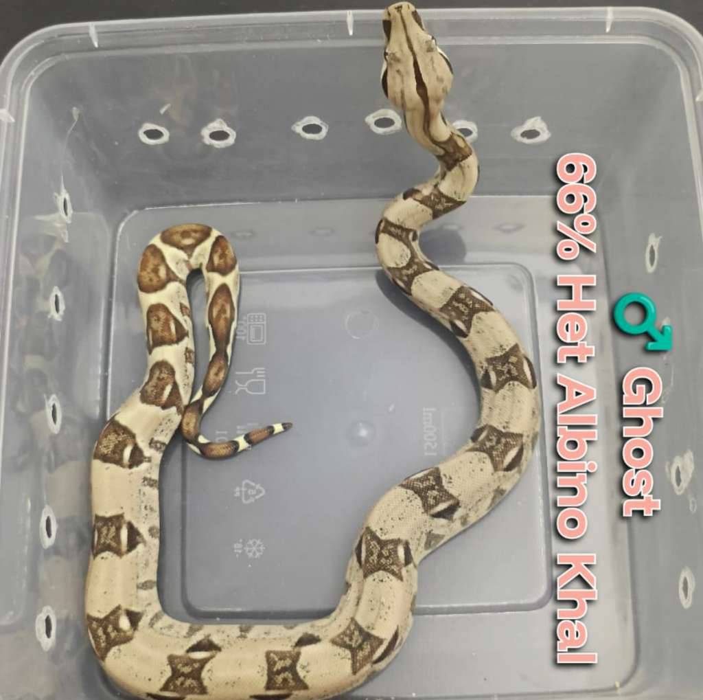 boa-ghost-66-het-albino-khal-CNNC31IC18