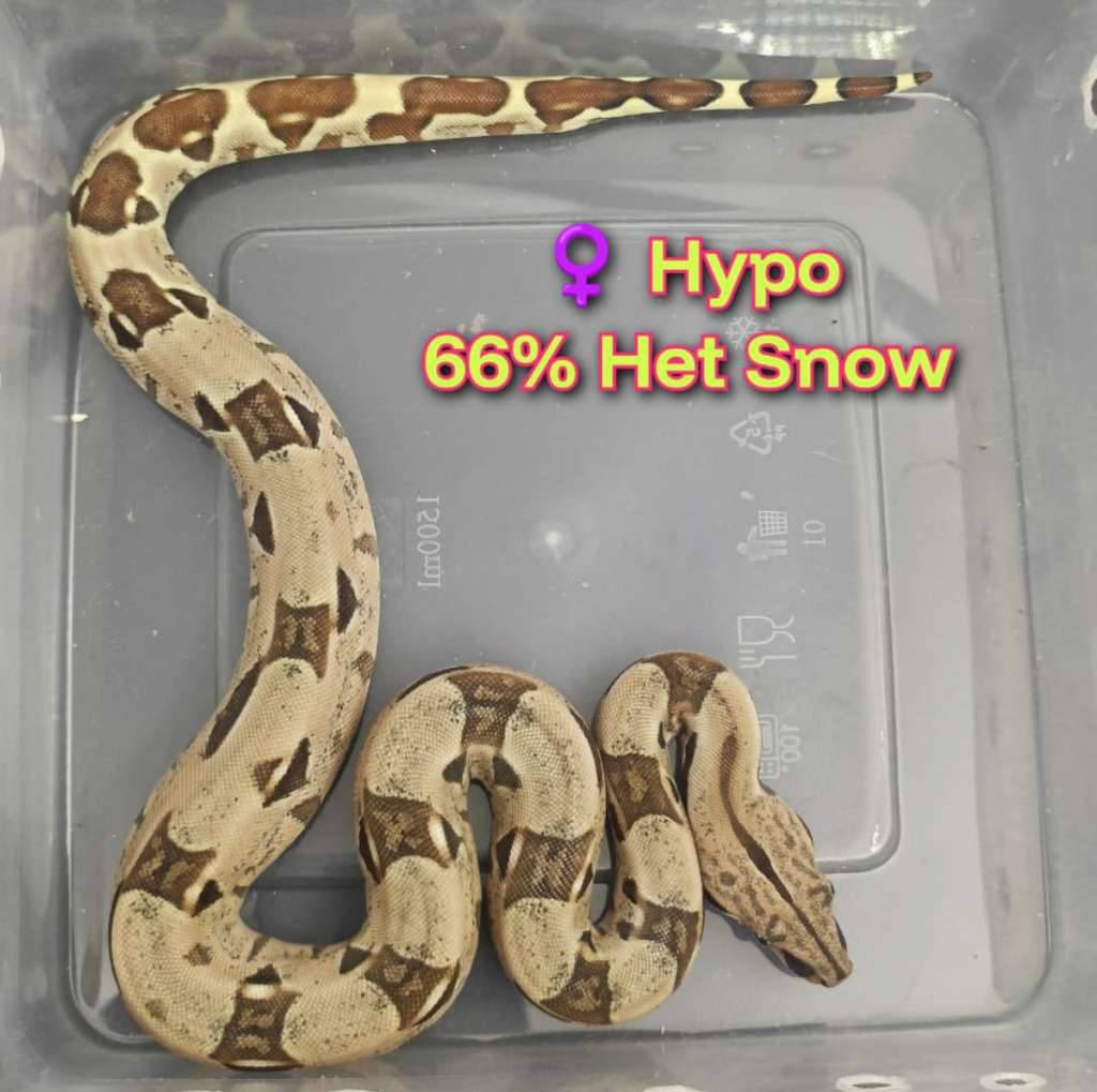 boa-hypo-66-het-snow-JDF46440CY