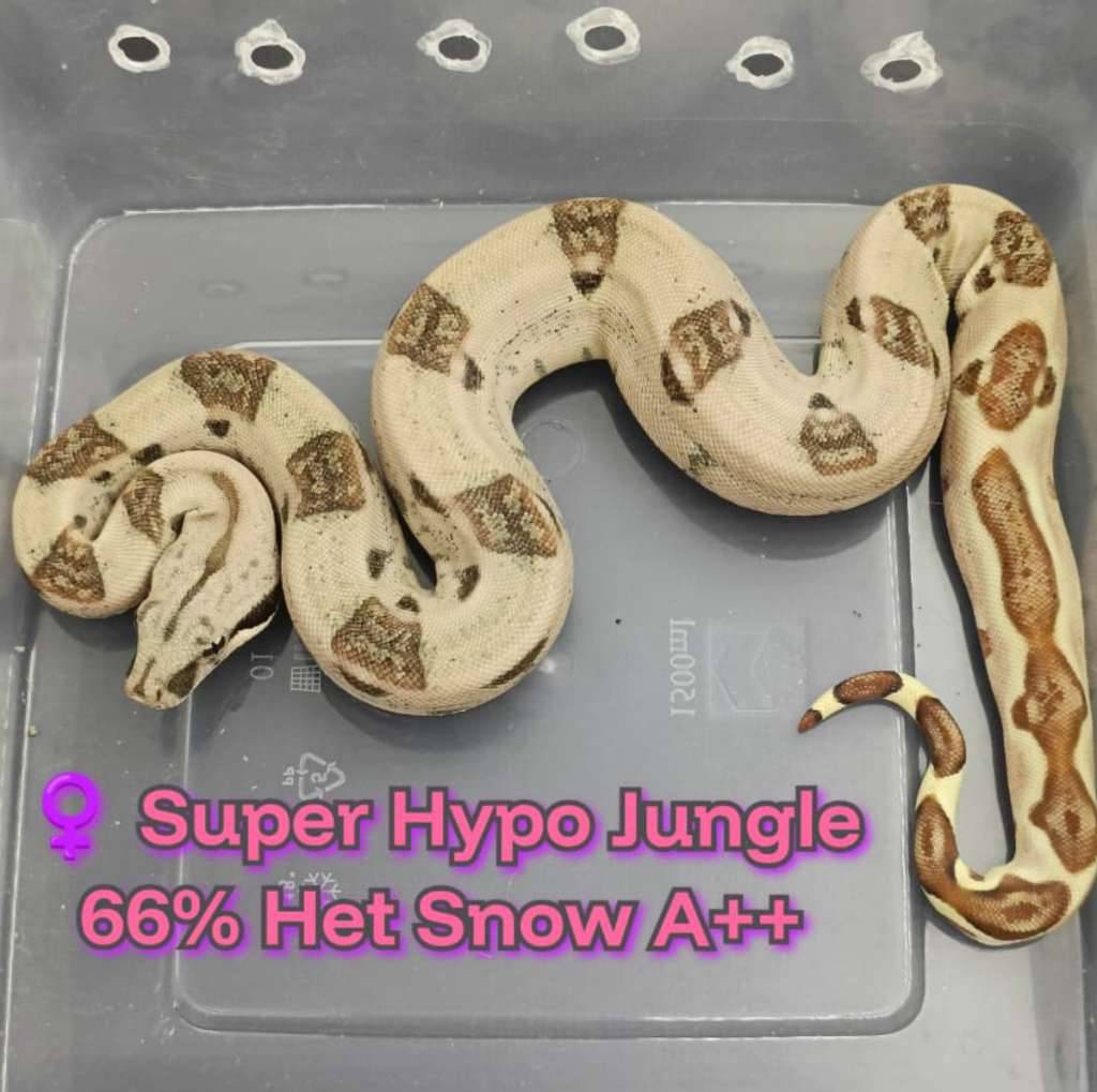 boa-super-hypo-jungle-66-het-snow-T2YJD0HMOU