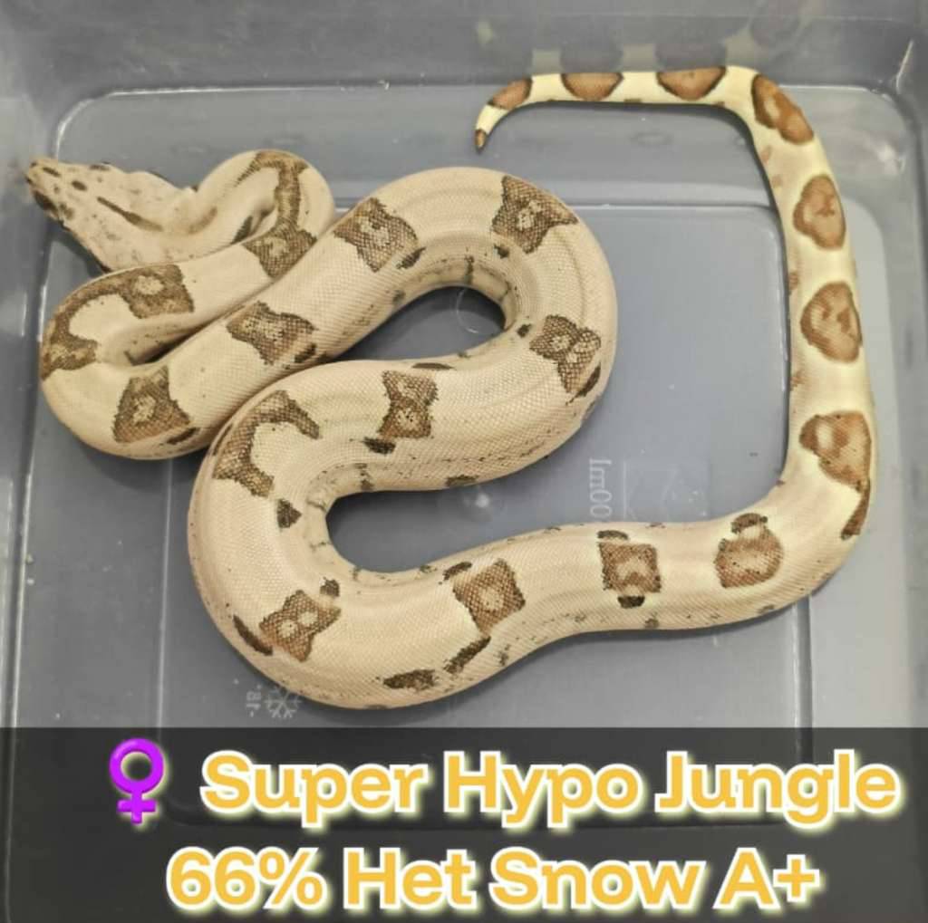 boa-super-hypo-jungle-66-het-snow-SMMSUZ9D5A