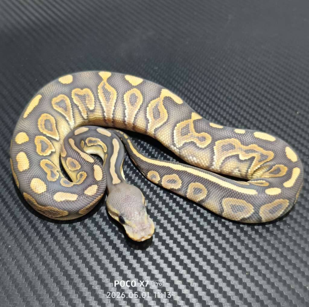hypo-cinnamon-mojave-female-77A1Z5DH8H