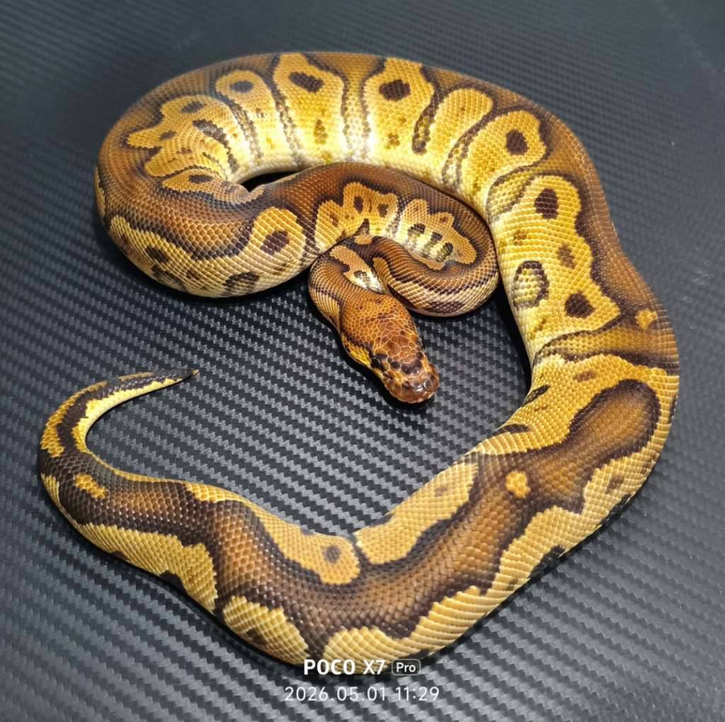 black-pastel-clown-male-ZMUMYZLE5E