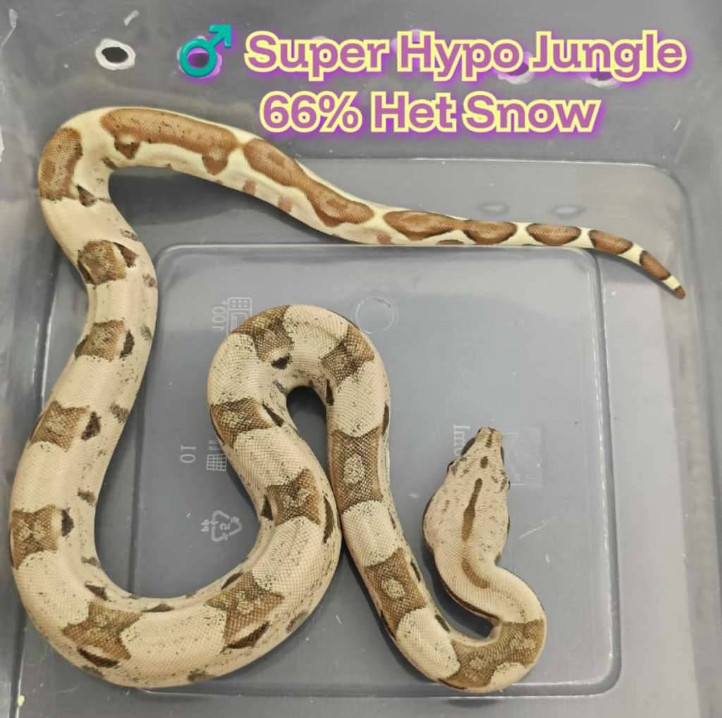 boa-super-hypo-jungle-66-het-snow-JRMG5V4QPK