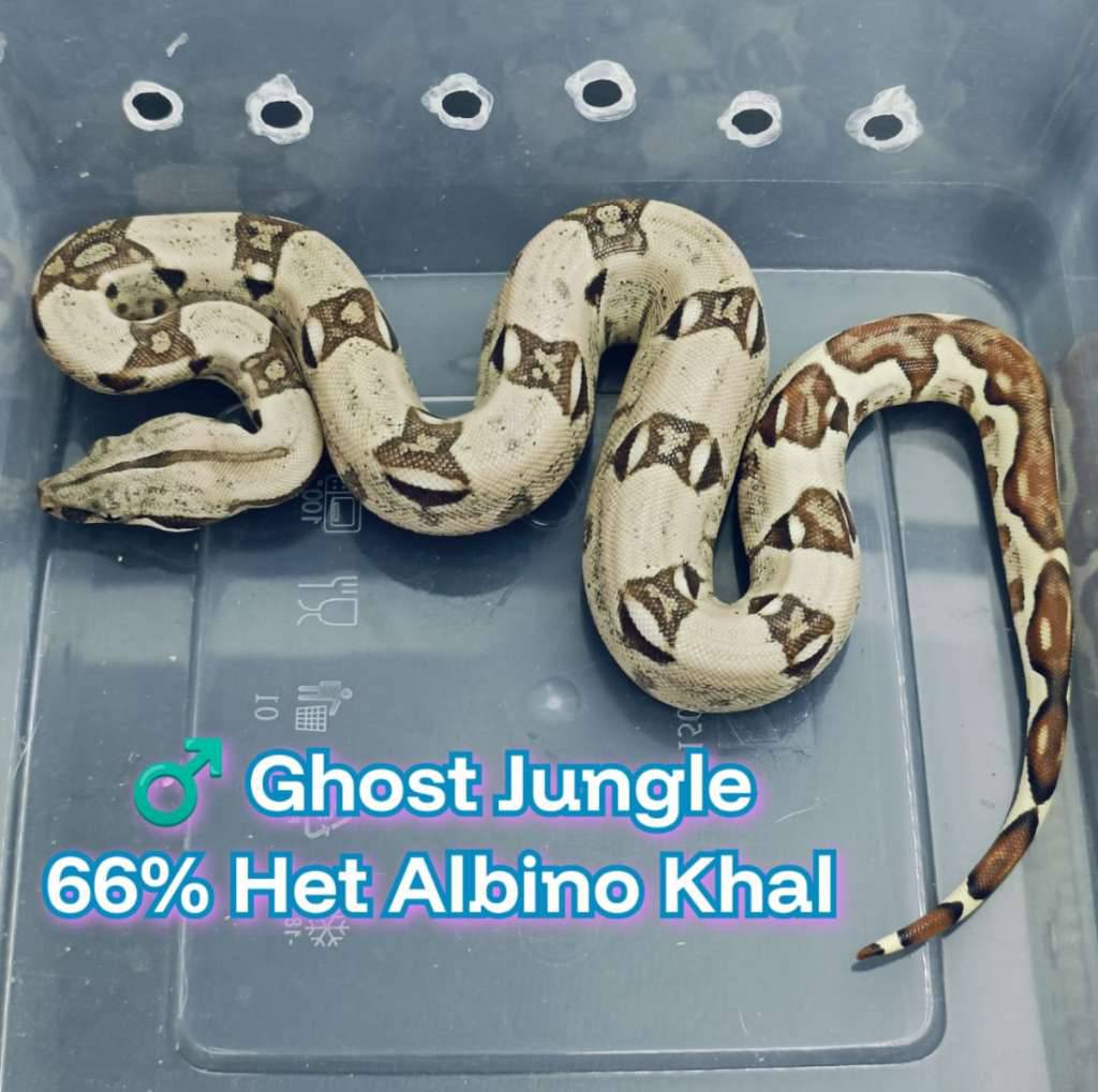 boa-ghost-jungle-66-het-albino-khal-PT7V2QBVVE