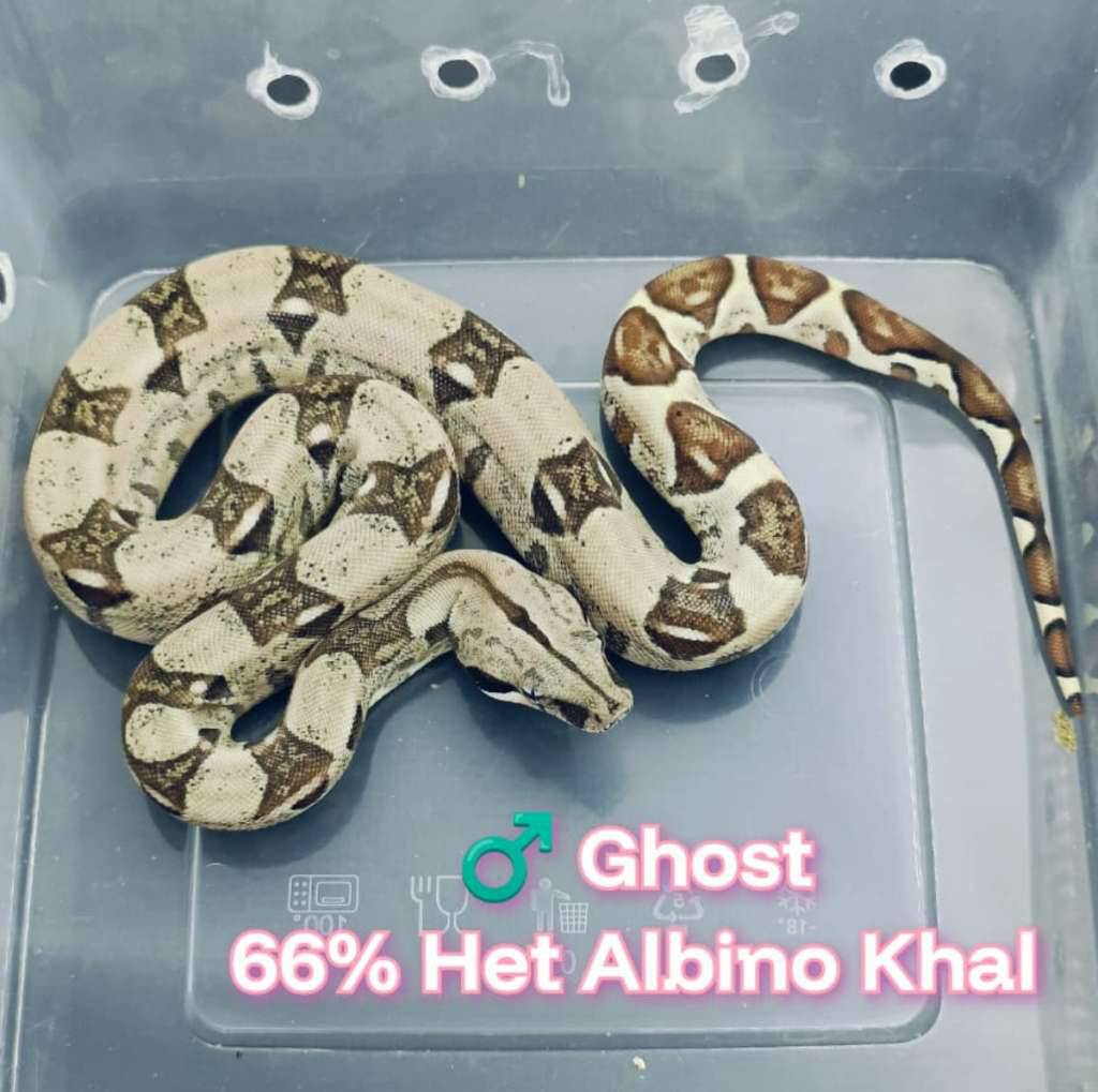 boa-ghost-66-het-albino-khal-WSCQ2V39E7
