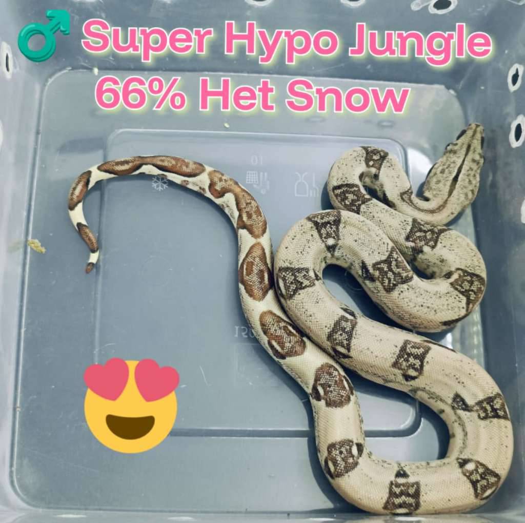 boa-super-hypo-jungle-66-het-snow-AFYSRSHVU2