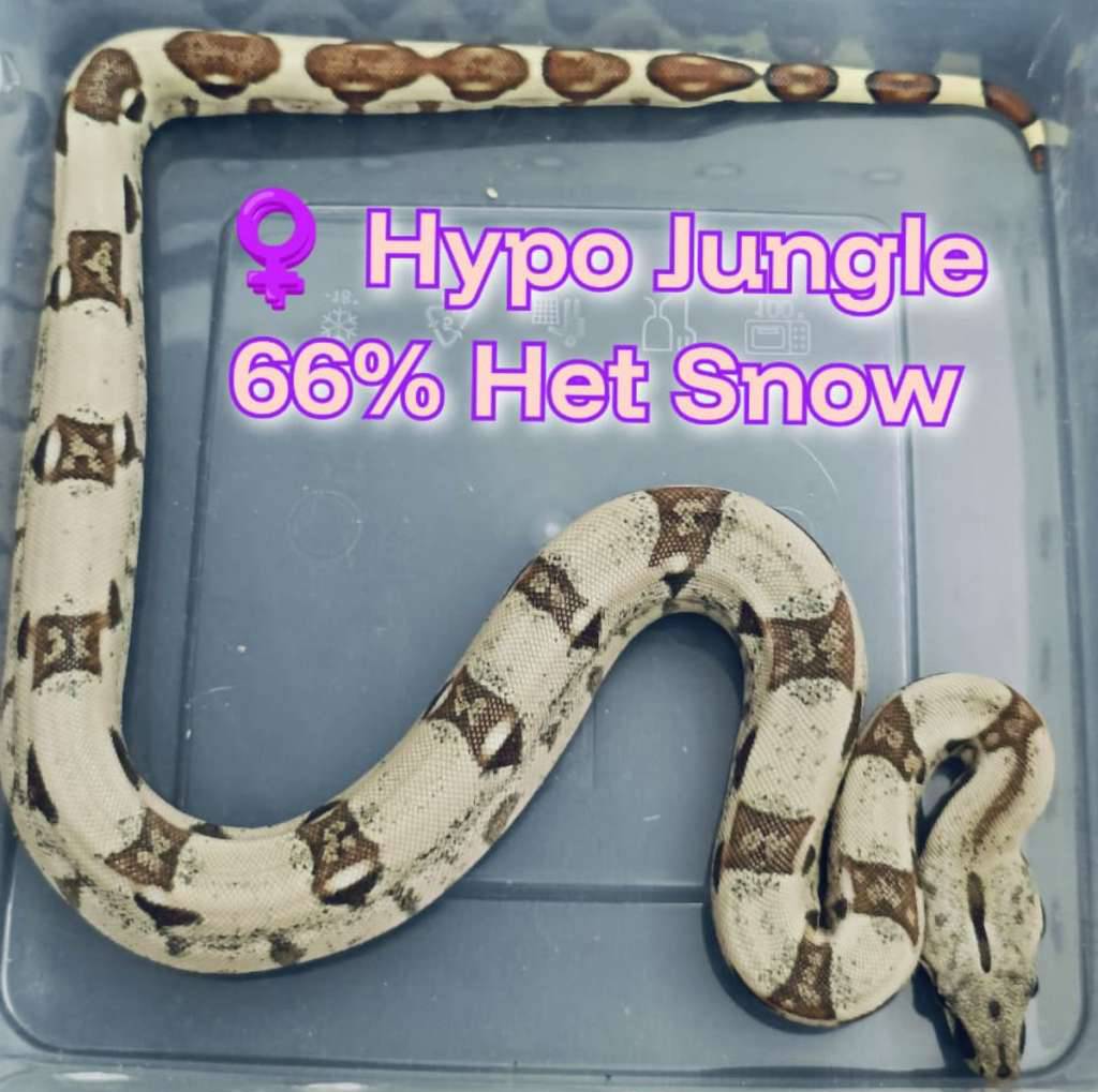 boa-hypo-jungle-66-het-snow-RIIWHN9WG7