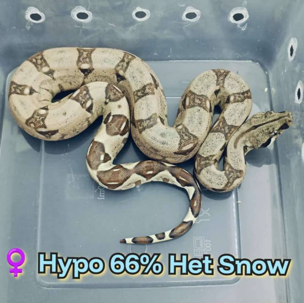 boa-hypo-66-het-snow-XTO0S6ZFVY