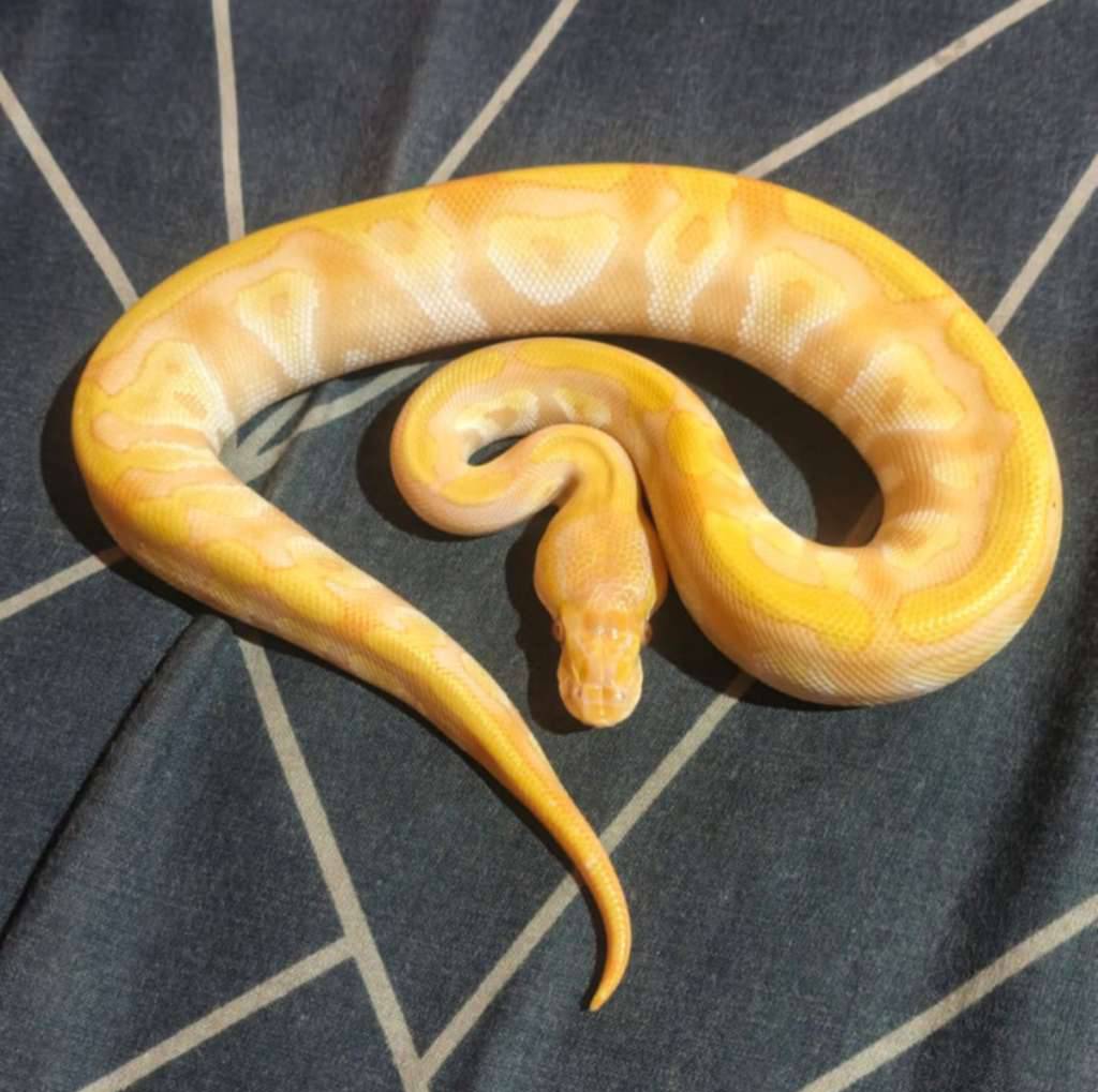 mojave-lavender-6WSY43KYBB
