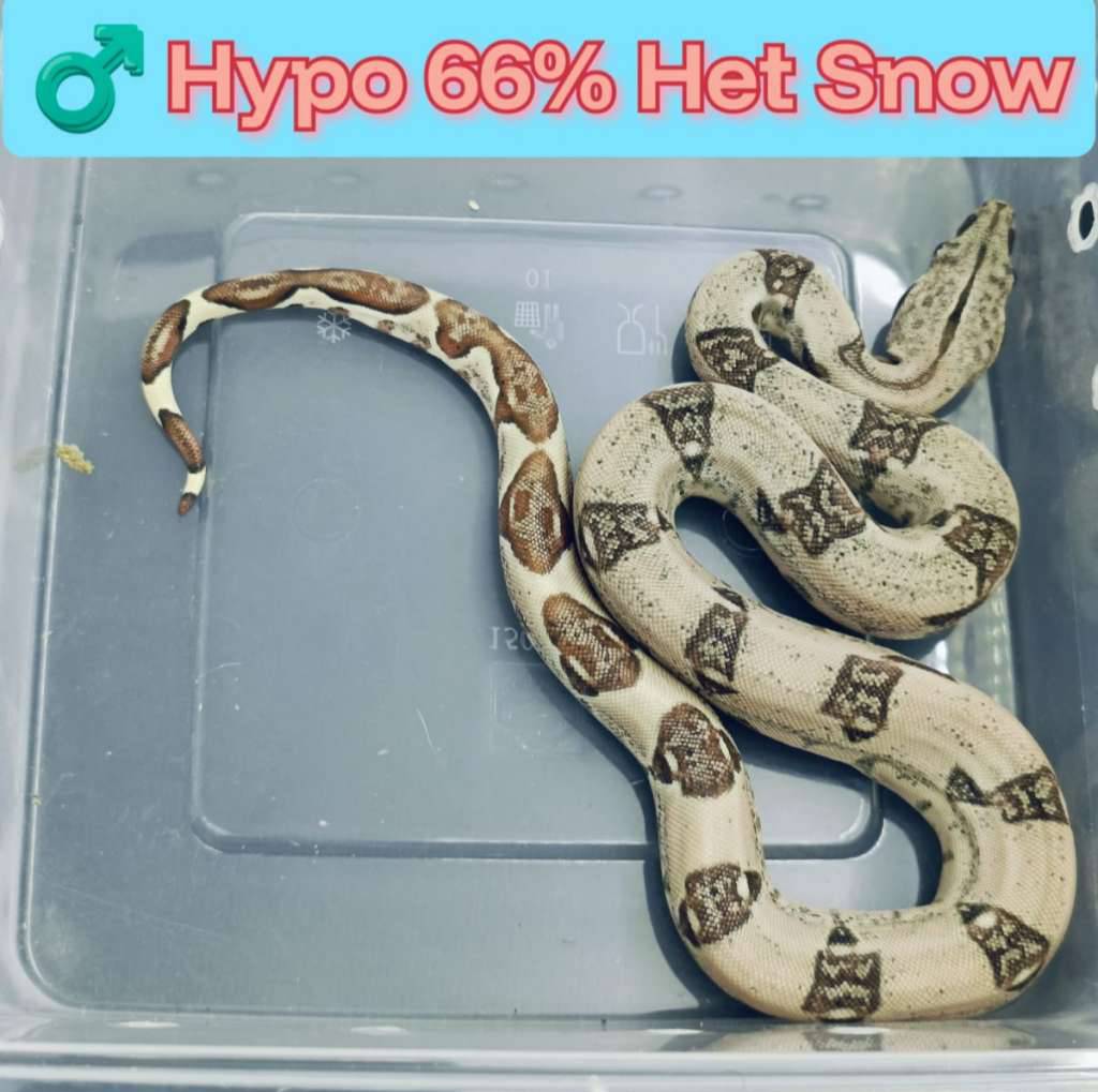 boa-hypo-66-het-snow-KJLLMKG1RP