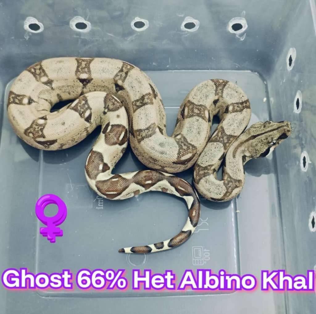 boa-ghost-66-het-albino-khal-MCQJOH9N3K