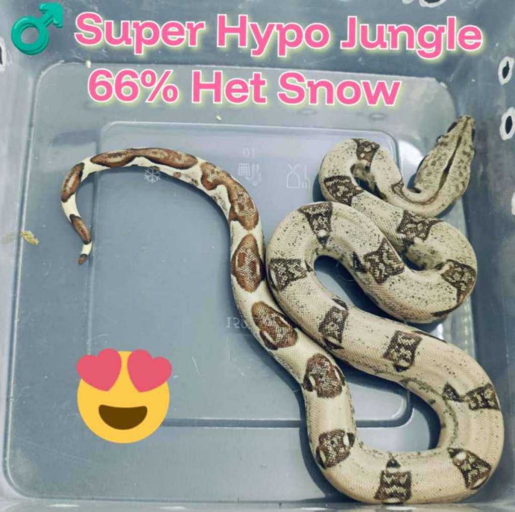 boa-super-hypo-jungle-66-het-snow-XGVJLU1T6T