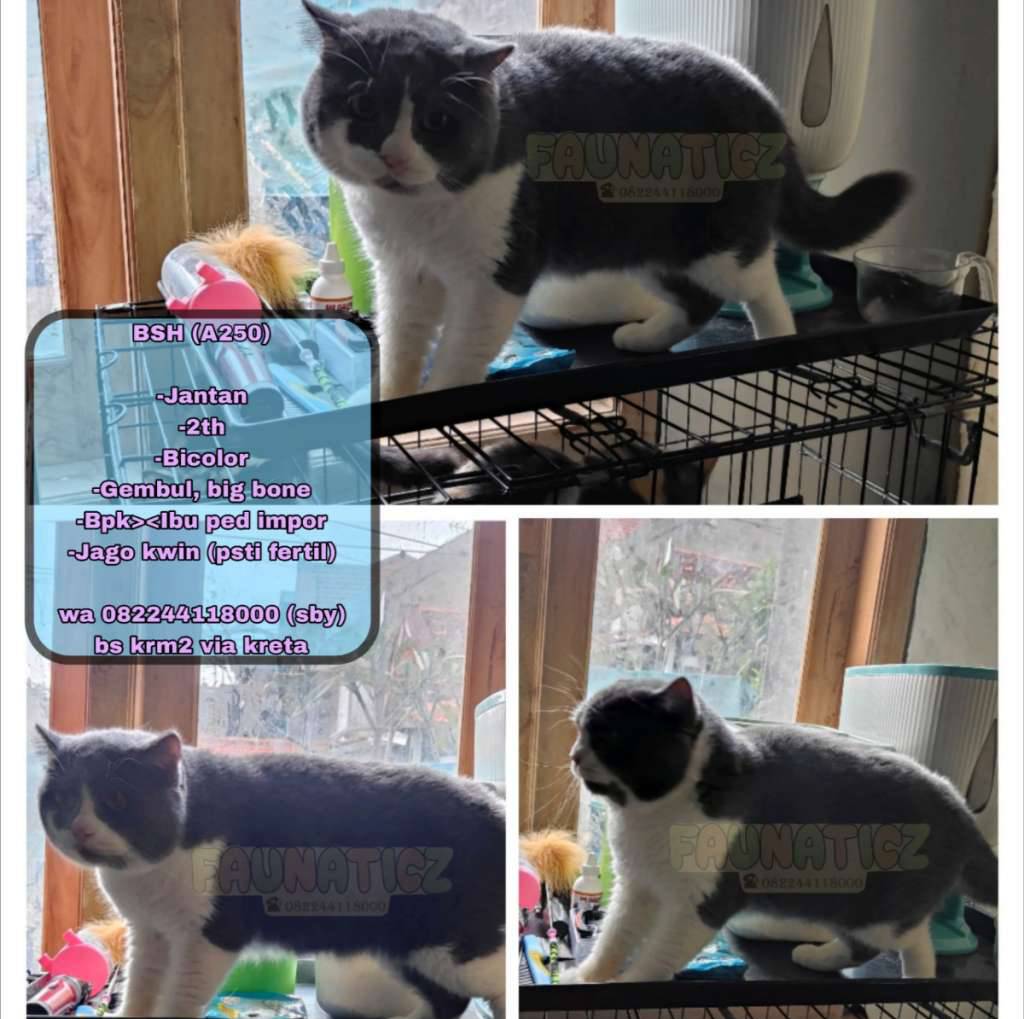 kucing-bsh-bicolor-EQUYKLZD32