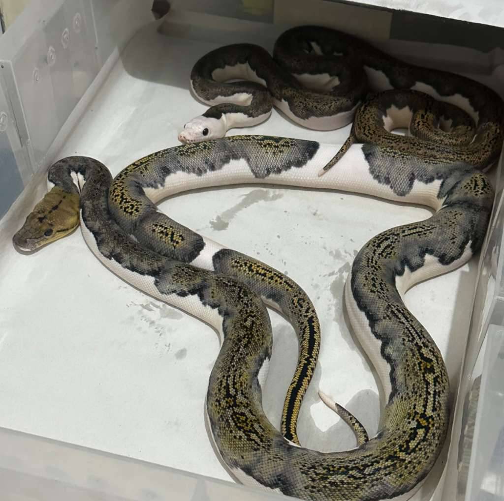 tiger-pied-het-albino-sepasang-BYXA5MK2UG