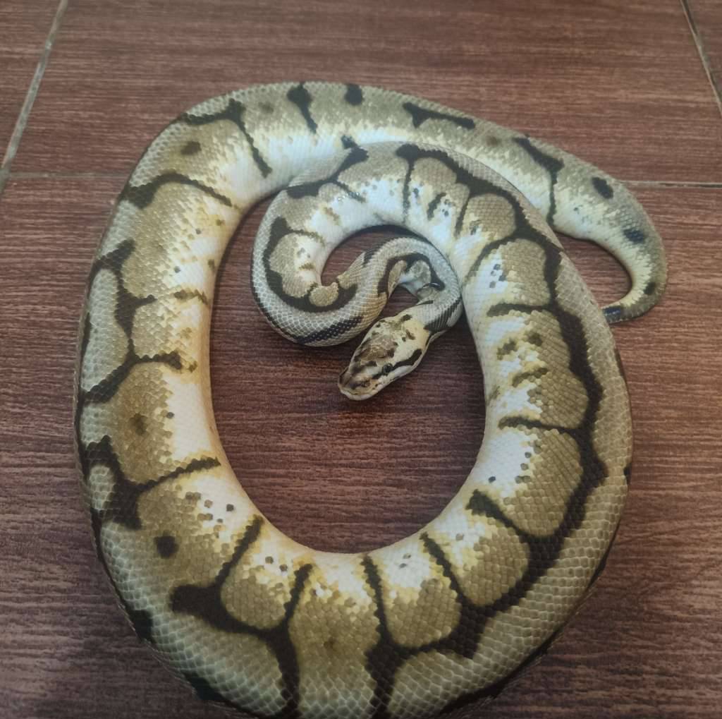 bumblebee-female-proven-SGFTY7DCXN