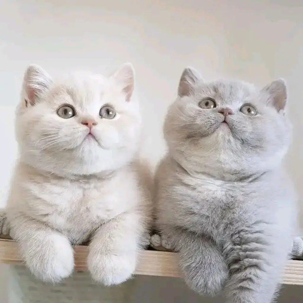 bsh-super-chubby--1SU7FBLT8V