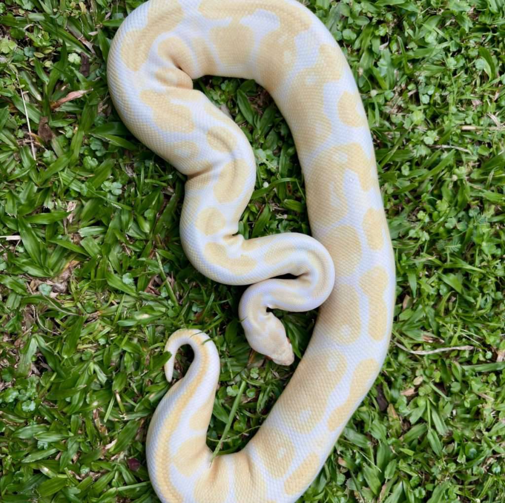 albino-female-8MMBEH4WXW