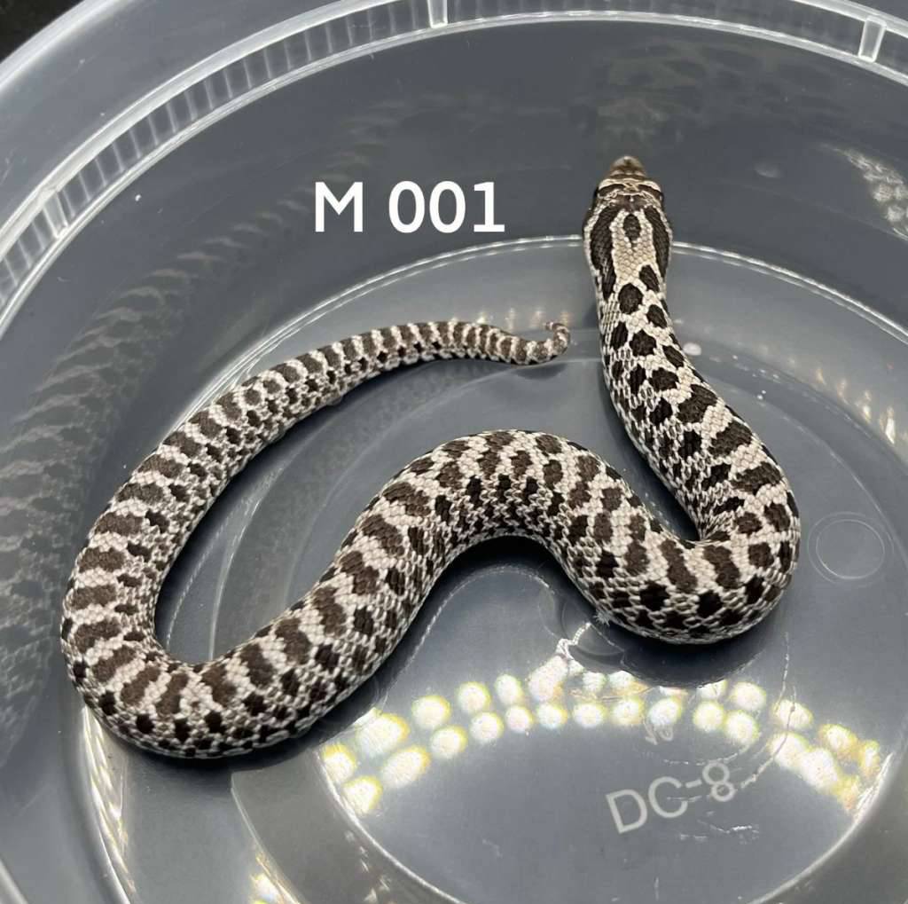 axantic-het-albino-JEWTD6SQXQ