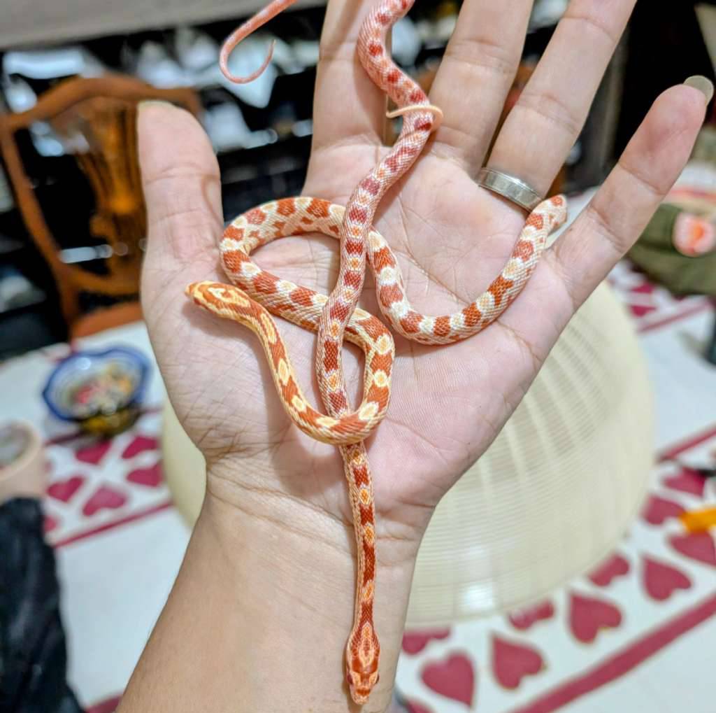 cornsnake-amelanistic-YYKR71XTOS