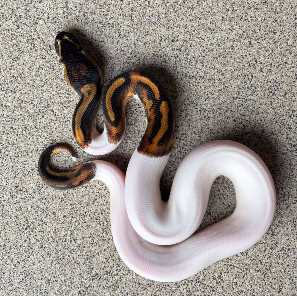 leopard-pied-high-contrast-m-ball-python-XAK588NH1N