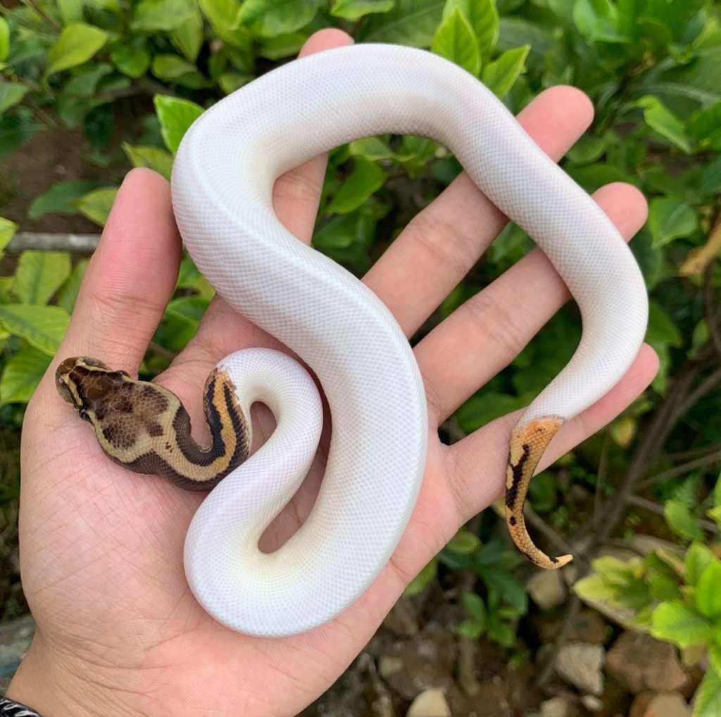 leopard-pastel-pied-ph-lavender-PIXU1UF5L9