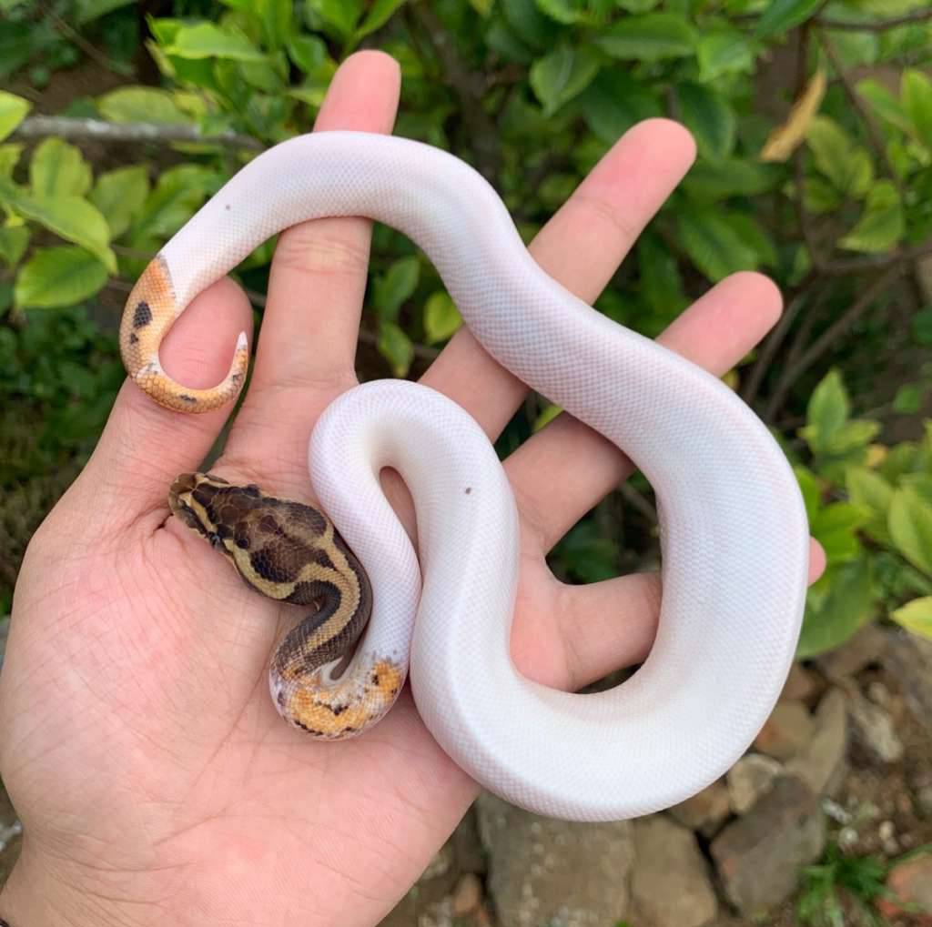 leopard-pastel-pied-ph-lavender-YVGOGONHO0