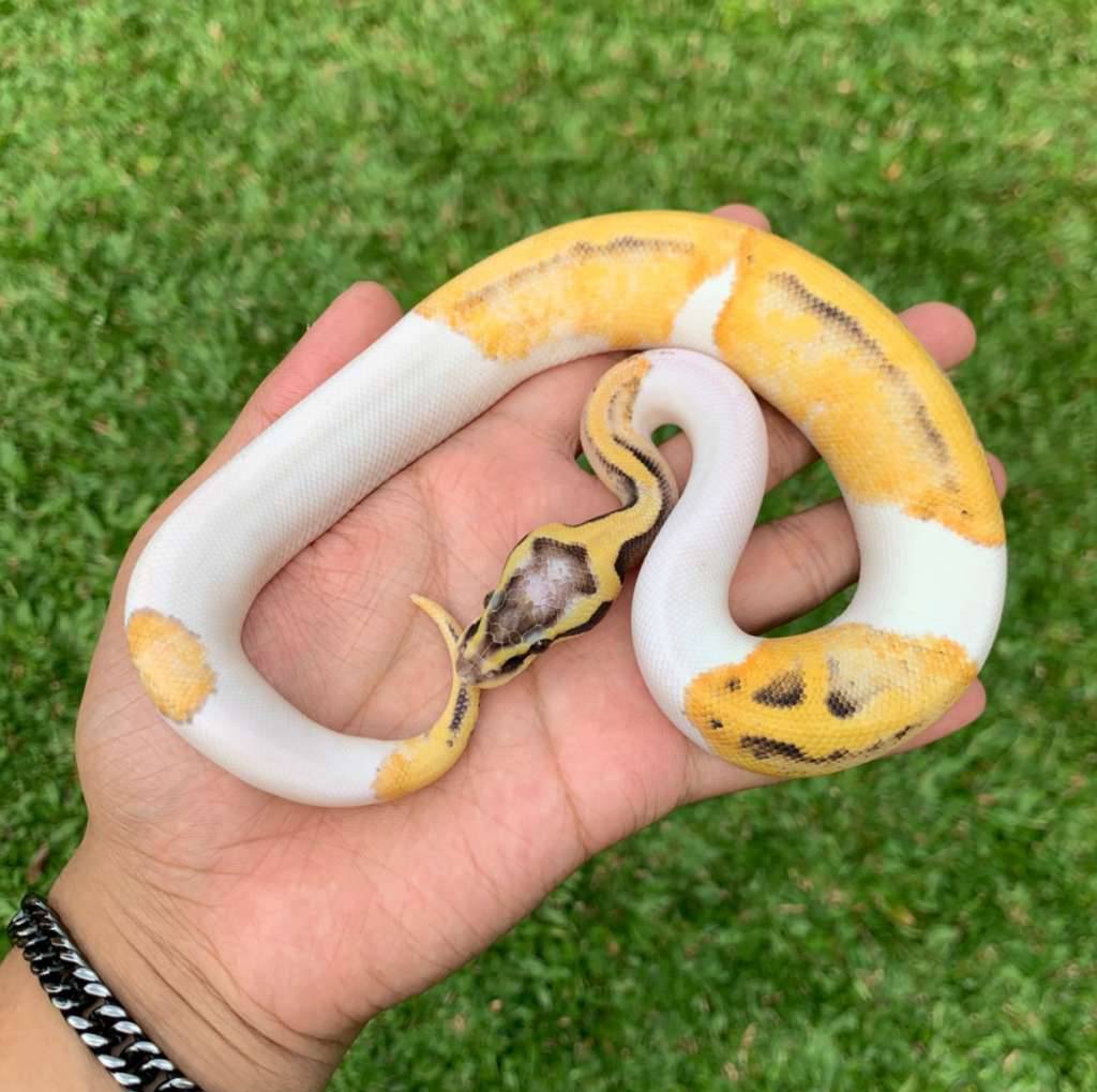 super-pastel-pied-emoji-face-ELG3JNGFNU