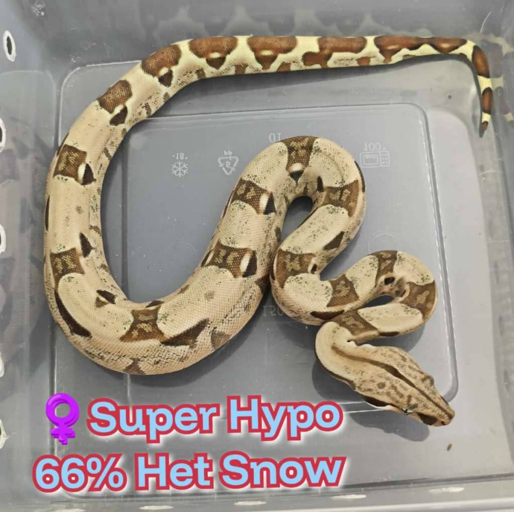 boa-super-hypo-66-het-snow-IQOJPQ2NY5